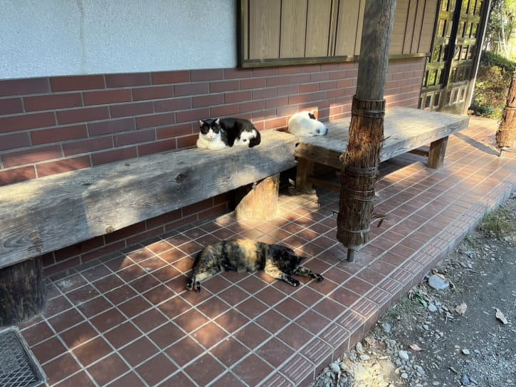 月川荘キャンプ場 15匹の猫ちゃん