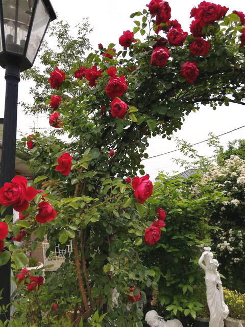 薔薇の庭